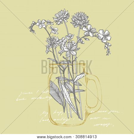 Branch Of Wild Plant Forget-me-not And Clover. Vintage Engraved Illustration. Bouquet Of Hand Drawn 