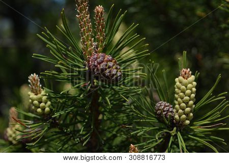 Composition Of Beautiful Colored Fir Cones Against The Blue Sky