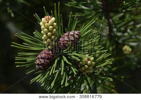 Composition Of Beautiful Colored Fir Cones Against The Blue Sky