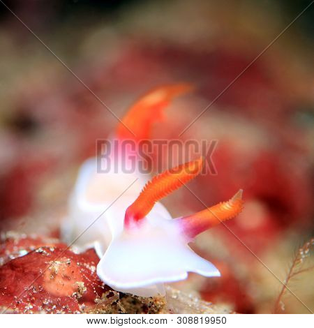 Close-up Of A Hypselodoris Bullockii Nudibranch. Padang Bai, Bali