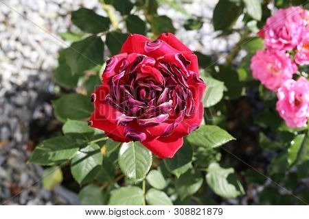 Red Roses Seared By The Sun And Heat