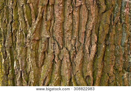 Bark Old Tree. Wood Texture. Seamless Pattern Of Texture Of Gray Bark Of Old Tree