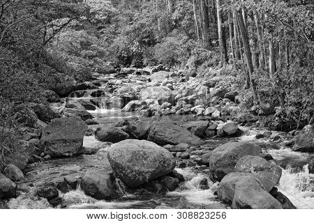Small Stream In Volcan Baru National Park Panama In Black And White
