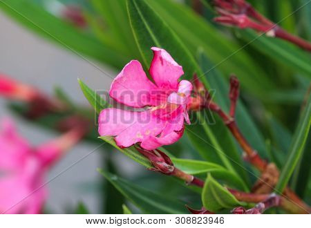 Close Up Of Nerium Oleander Flower, Most Commonly Known As Nerium Or Oleander, Blooming In Spring In