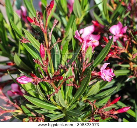 Close Up Of Nerium Oleander Flower, Most Commonly Known As Nerium Or Oleander, Blooming In Spring In