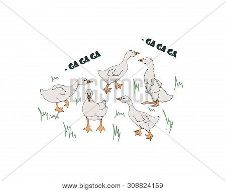 Breeding Geese. Goslings Grazing In The Meadow.