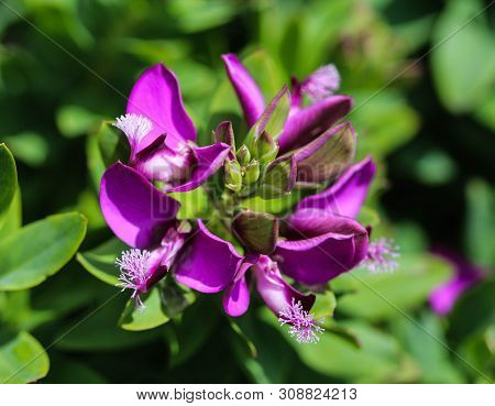 Close Up Of Beautiful Polygala Myrtifolia Or The Myrtle-leaf Milkwort Flower, Blooming In Spring In 