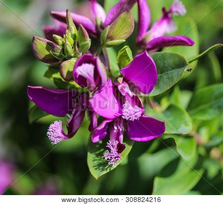 Close Up Of Beautiful Polygala Myrtifolia Or The Myrtle-leaf Milkwort Flower, Blooming In Spring In 