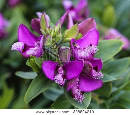 Close Up Of Beautiful Polygala Myrtifolia Or The Myrtle-leaf Milkwort Flower, Blooming In Spring In 