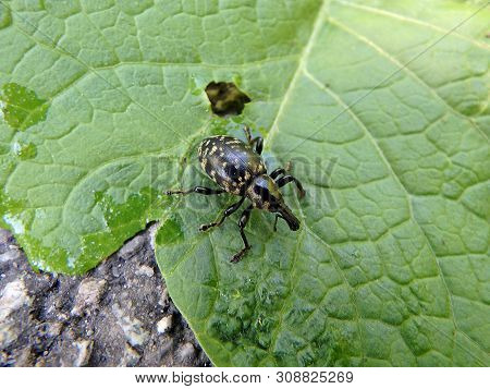 Snout Beetle On A Green Leaf, (liparus Glabrirostris), Weevil Beetle