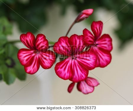 Close Up Of Pelargonium Peltatum In Garden