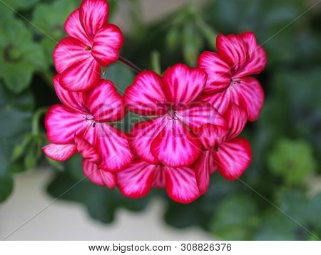 Close Up Of Pelargonium Peltatum In Garden