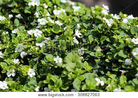 Close Up Of Waterhyssop In Garden Blooming In Spring
