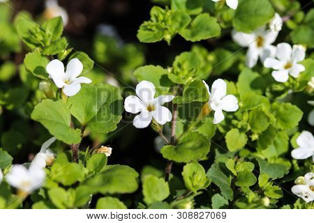 Close Up Of Waterhyssop In Garden Blooming In Spring