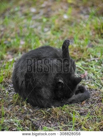 Wild Black Cat Licking His Balls On The Grass