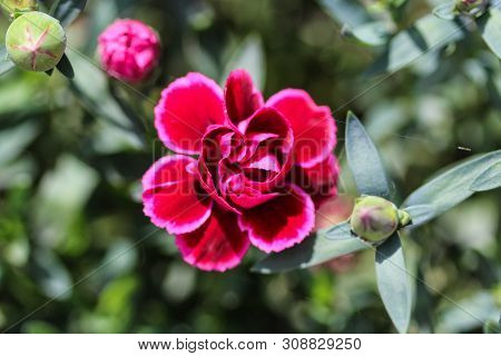 Dianthus Caryophyllus, Commonly Known As The Carnation Or Clove Pink, Is A Species Of Dianthus. This