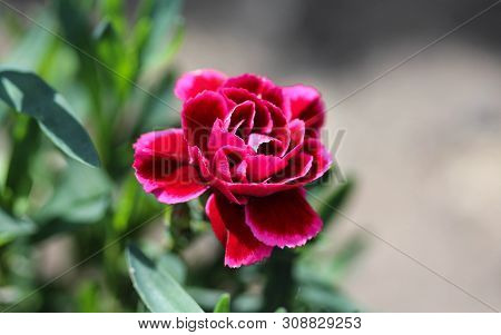 Dianthus Caryophyllus, Commonly Known As The Carnation Or Clove Pink, Is A Species Of Dianthus. This