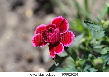 Dianthus Caryophyllus, Commonly Known As The Carnation Or Clove Pink, Is A Species Of Dianthus. This