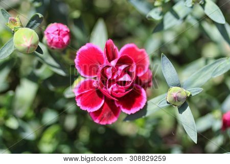 Dianthus Caryophyllus, Commonly Known As The Carnation Or Clove Pink, Is A Species Of Dianthus. This