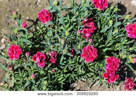 Dianthus Caryophyllus, Commonly Known As The Carnation Or Clove Pink, Is A Species Of Dianthus. This
