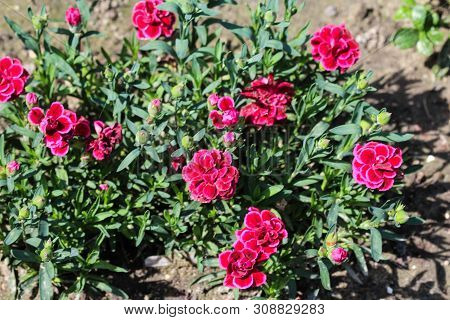 Dianthus Caryophyllus, Commonly Known As The Carnation Or Clove Pink, Is A Species Of Dianthus. This