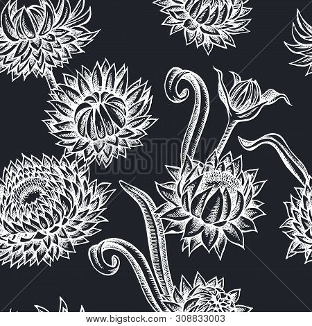 Seamless Pattern With Hand Drawn Chalk Helichrysum Stock Illustration