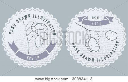 Monochrome Labes With Lunaria Stock Illustration Drawing