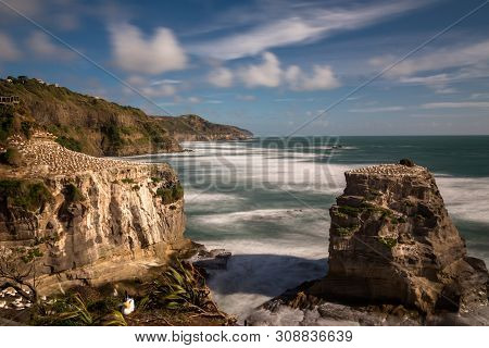 Gannett Colony On The Rocks To The Left Of The Image Above Muriwai Beach On The West Coast Of New Ze