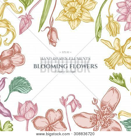 Floral Design With Pastel Ylang-ylang, Impatiens, Daffodil, Tigridia, Lotus, Aquilegia Stock Illustr