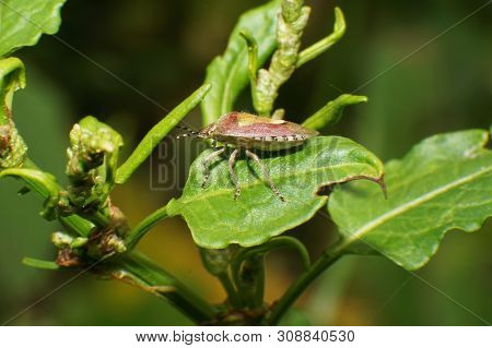 Close-up Of The Bug Dolycoris Baccarum Resting On A Green Leaf In A Meadow In The Foothills Of The N