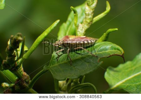 Macro Of A Young And Fluffy Bug Dolycoris Baccarum Resting On A Green Leaf In A Meadow In The Foothi