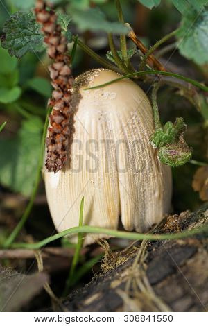 Close-up Of Young Spring Mushroom Coprinus Radians Blooming In Forest Floor In Foothills Of North Ca