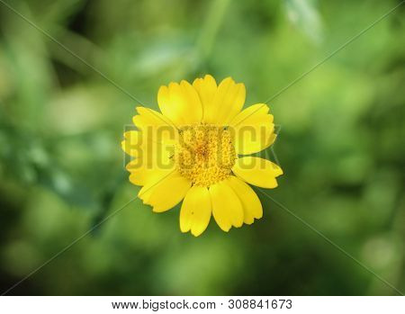 Close Up Of Corn Marigold Flower Blooming In Spring