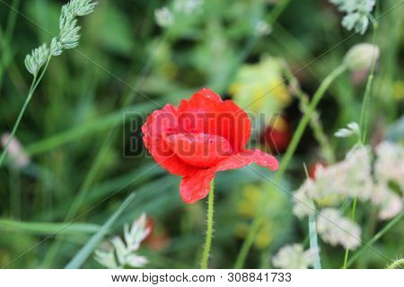 Papaver Dubium, Common Names Long Headed Poppy And Blindeyes