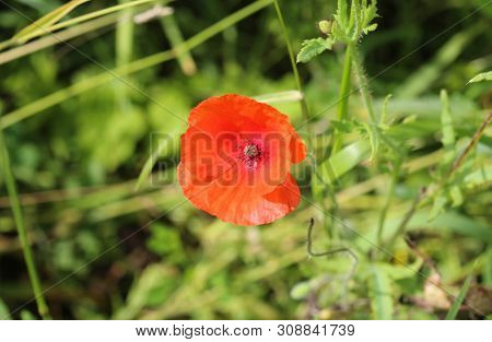 Papaver Dubium, Common Names Long Headed Poppy And Blindeyes