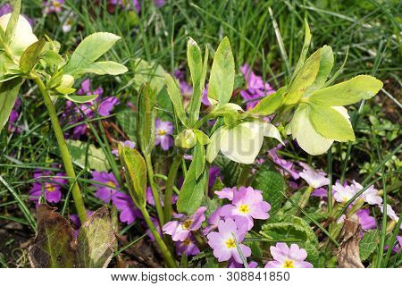 Spring Primroses Hellebore Helleborus Caucasian And Primrose Primula Denticulata With Flowers Growin