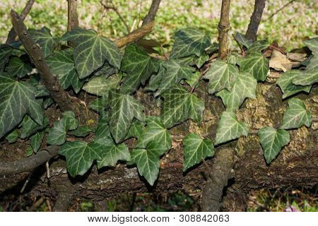 Spring Vine Ivy Hedera Caucasicum Caucasian With Green Leaves Braided Trunk Of A Tree In The Forest 