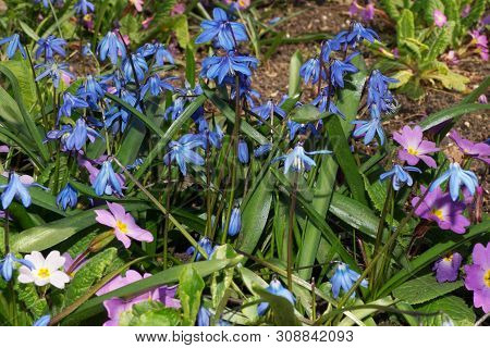 Spring Scylla Scilla Siberica With Blue Flowers And Primula Primula Denticulata With Pink Flowers In