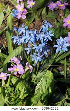 Spring Scylla Scilla Siberica With Blue Flowers And Primula Denticulata With Pink Flowers Among The 