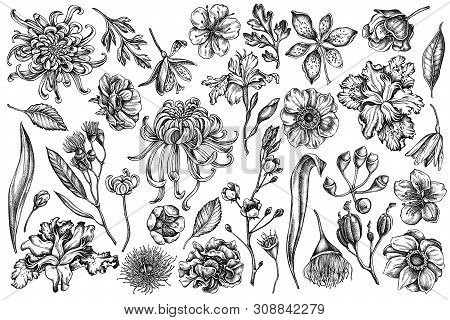 Vector Set Of Hand Drawn Black And White Japanese Chrysanthemum, Blackberry Lily, Eucalyptus Flower,