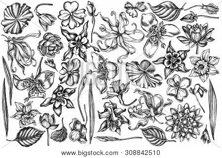 Vector Set Of Hand Drawn Black And White Ylang-ylang, Impatiens, Daffodil, Tigridia, Lotus, Aquilegi