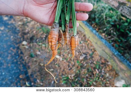 Deformed Crooked Carrots From The Home Vegetable Garden.