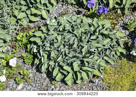 Decorative Plant Hosta  With Green Leaves For Landscaping Design In Park Or Garden On The Flowerbed 