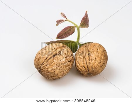 Two Walnuts (júglans Régia) With A Sprig And Walnut Leaves Close-up On A White Background. Still Lif