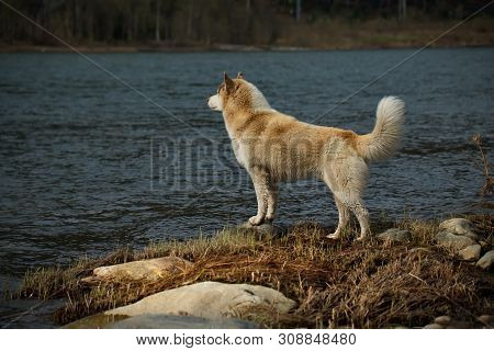 Siberian Husky Is A Breed Of Dog, Characterized By Thick Hair And The Eyes With The Enchanting Beaut