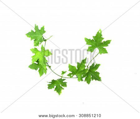 Males Ivy Gourd Leaves Isolate On White Background , Pointed Shape Of The Leaves, Medicinal Plants, 