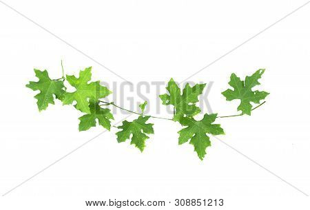 Males Ivy Gourd Leaves Isolate On White Background , Pointed Shape Of The Leaves, Medicinal Plants, 