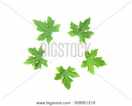 Males Ivy Gourd Leaves Isolate On White Background , Pointed Shape Of The Leaves, Medicinal Plants, 
