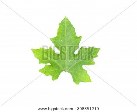 Males Ivy Gourd Leaves Isolate On White Background , Pointed Shape Of The Leaves, Medicinal Plants, 