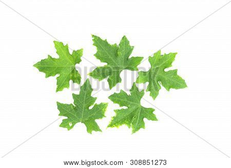 Males Ivy Gourd Leaves Isolate On White Background , Pointed Shape Of The Leaves, Medicinal Plants, 